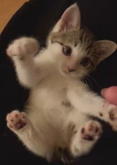 飼い主さんと遊ぶむぎちゃん