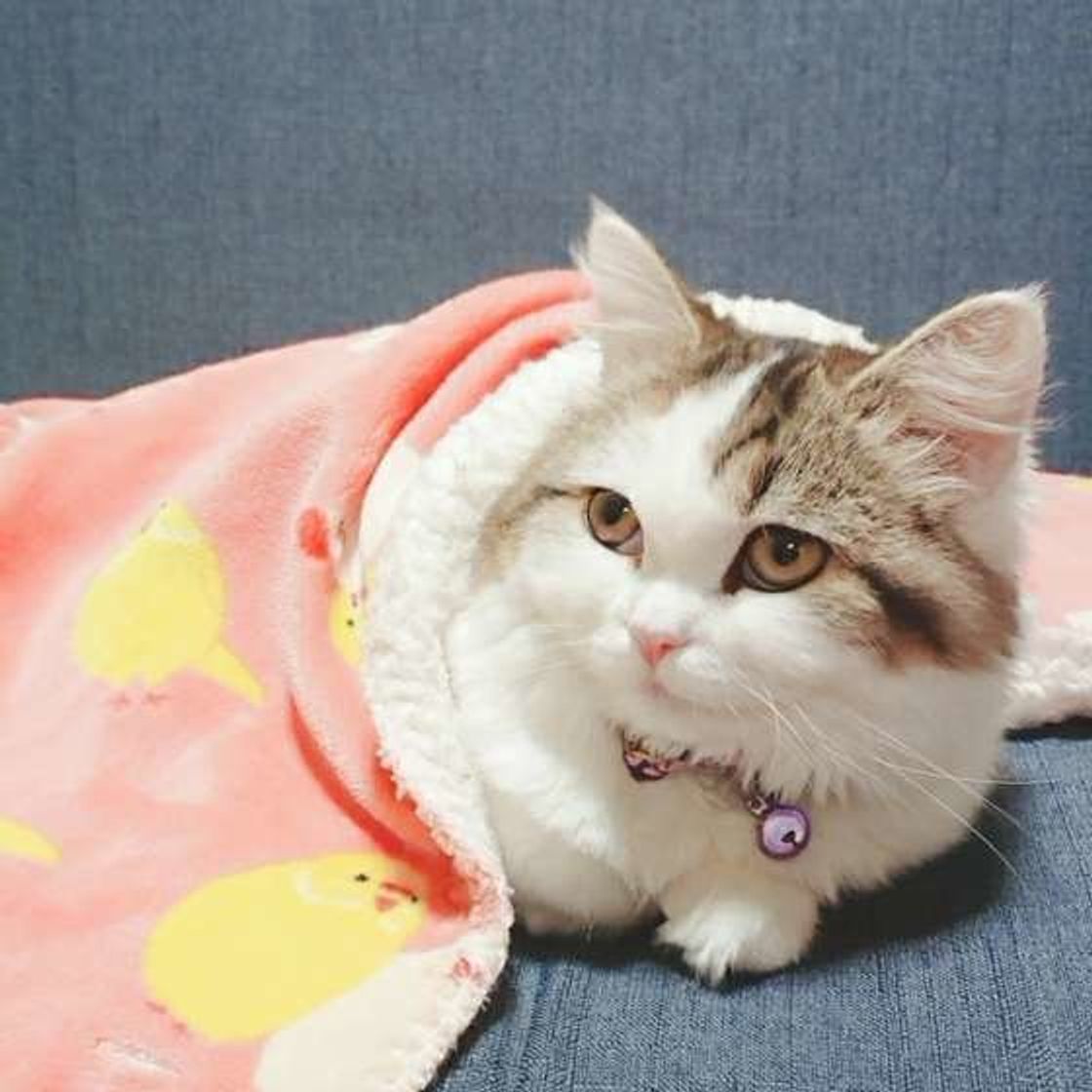 猫飼いが意外と気づかない 猫の適正体型のチェック法 うちの猫太ってるかも ねこのきもちweb Magazine 猫飼いが意外と気づかない 猫の適正体型のチェック法 うちの猫太ってるかも ねこのきもちweb Magazine