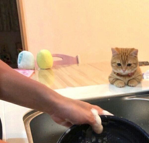 洗い物中の飼い主さんのことを見つめるぷてぃこちゃん