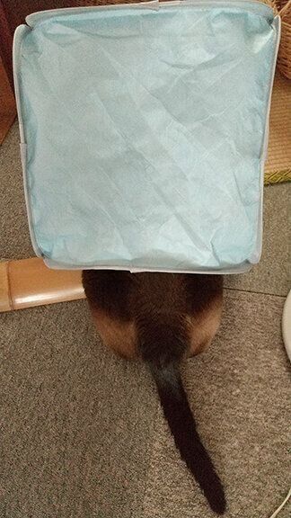 キャットテントかんちゃん