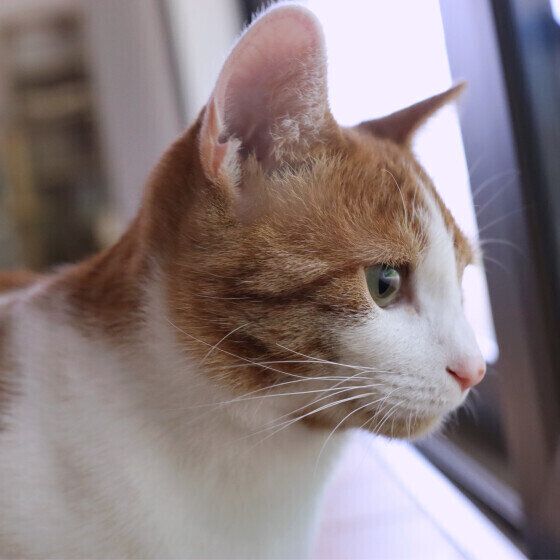 Mix（茶×白）のエコーくん♪