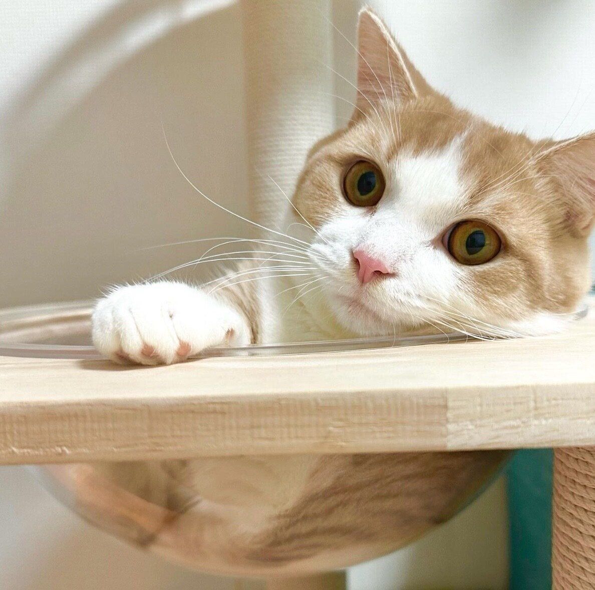 まったりするぽてちくん