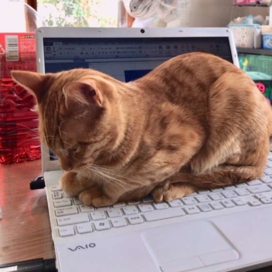 がんもちゃん、パソコンにのる