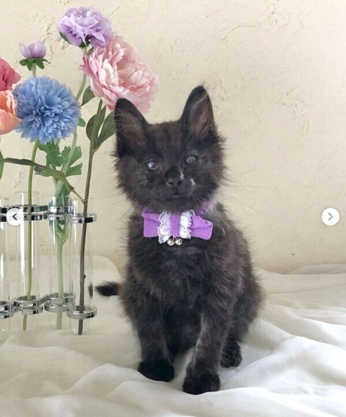 道端にボロボロの状態でいた子猫 両目失明の可能性も 奇跡的な回復を見せ 新たな猫生を歩む現在の姿 ねこのきもちweb Magazine 道端にボロボロの状態でいた子猫 両目失明の可能性も 奇跡的な回復を見せ 新たな猫生を歩む現在の姿 ねこのきもちweb Magazine