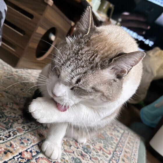 手をペロペロするキジトラ猫