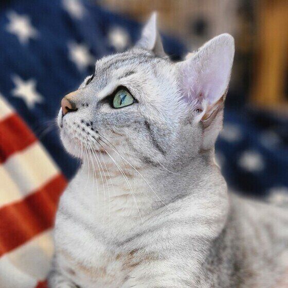 エジプシャンマウのハクくん♪