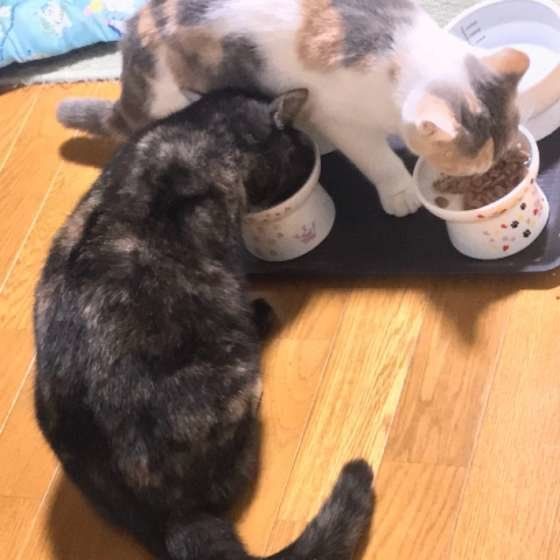 ごはんを食べる猫