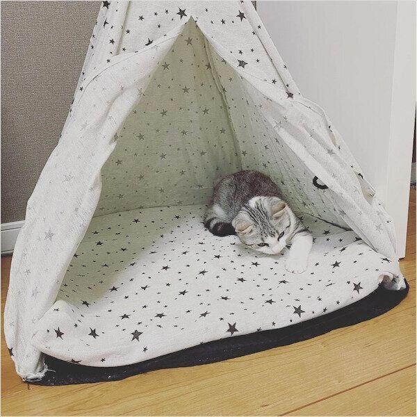 ダイソーの猫グッズ