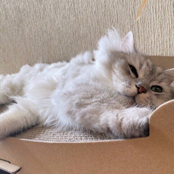 アメリカンカールのナチョスちゃん