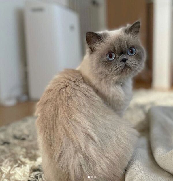 振り向くほたてくん