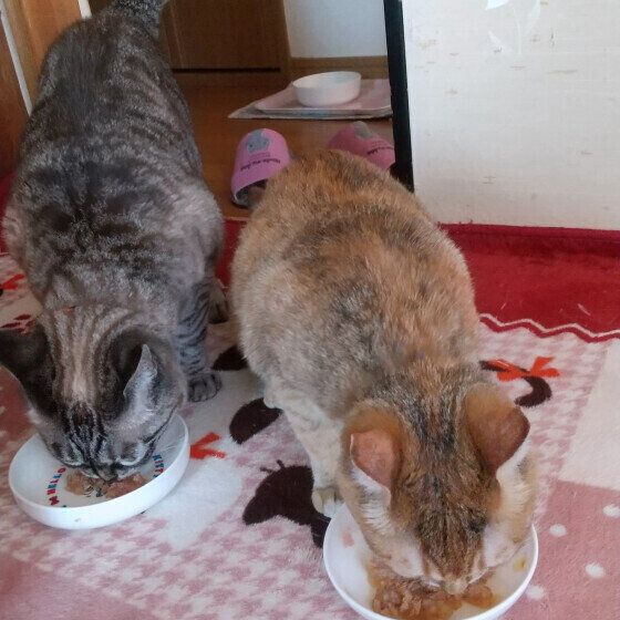 ゴハンを食べる猫たち