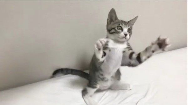 首ガクガクニャンコ