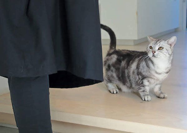 玄関にいる猫