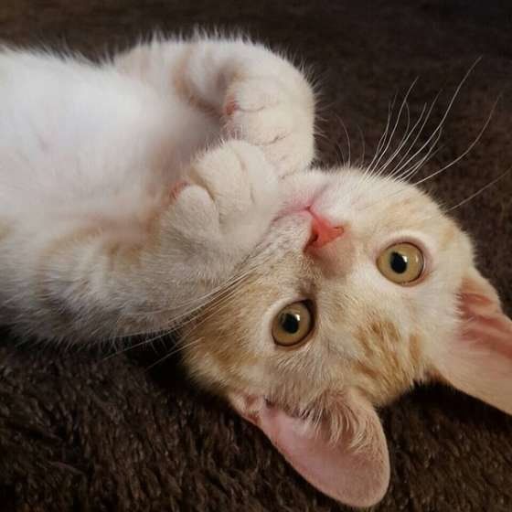 アメリカンショートヘア