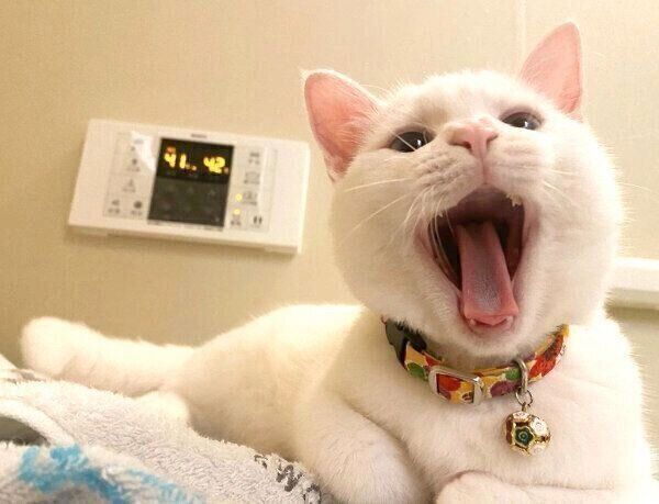 あくびをするコハクさん