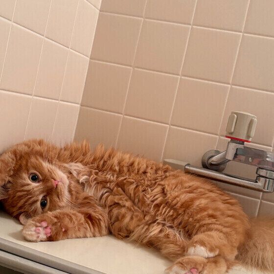 マンチカンのシンバくん