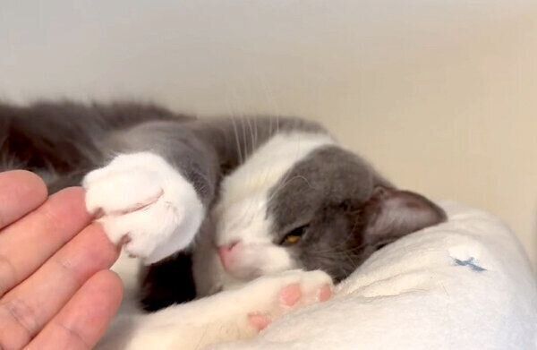 飼い主さんの指先を掻くようなしぐさをする、しらたまくん