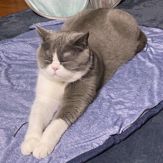ひんやりマットでくつろぐブリティッシュショートヘア