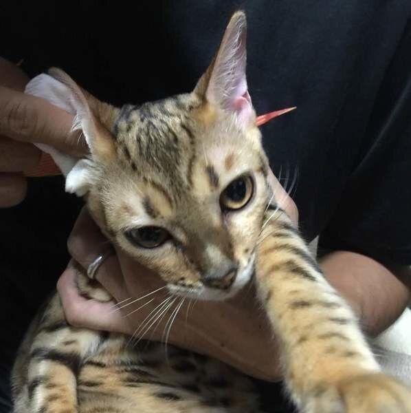 抱っこされる猫