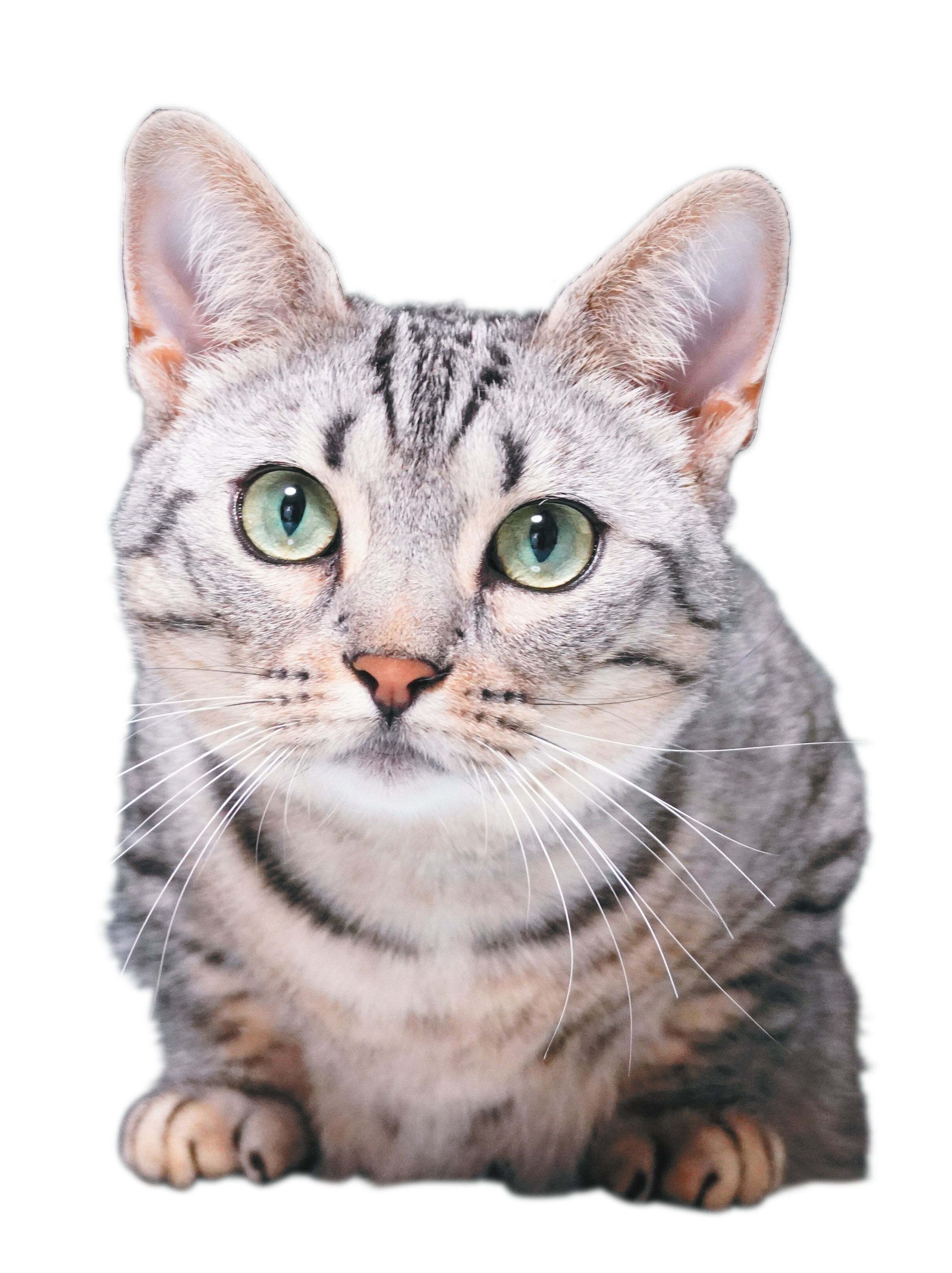 撮影／Cynthia Moon