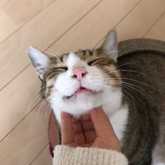 気持ちよさそうな白くん