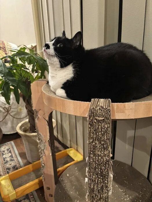 現在のタワー型爪とぎ器