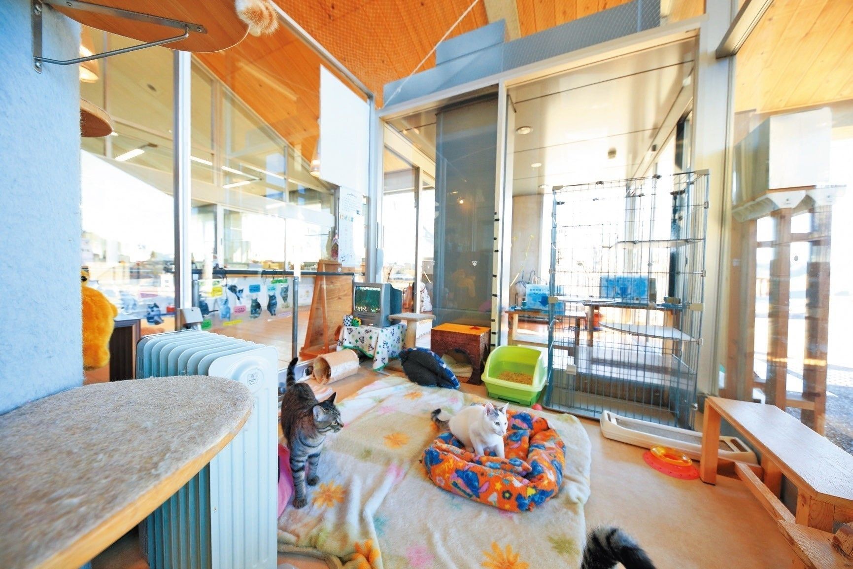 撮影／尾崎たまき