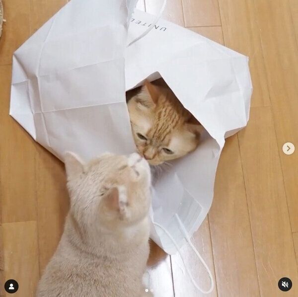 ネネちゃんに見つかってしまったココちゃん