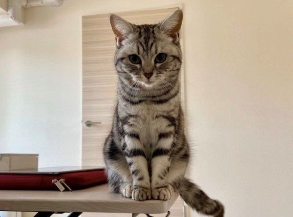 お座りするアビーちゃん