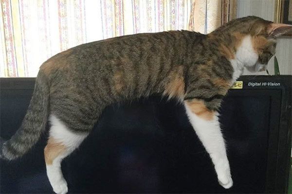 テレビに乗る猫