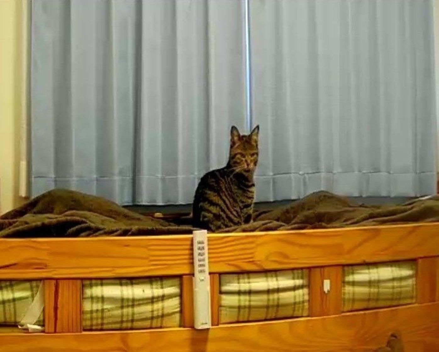 留守番中の猫は何してる その様子をモニタリングしてみた ねこのきもちweb Magazine 留守番中の猫は何してる その様子をモニタリングしてみた ねこのきもちweb Magazine