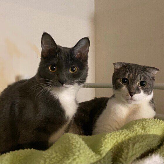 猫の名前ランキング