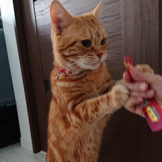 ちゅ〜るを取ろうとするアメリカンショートヘア