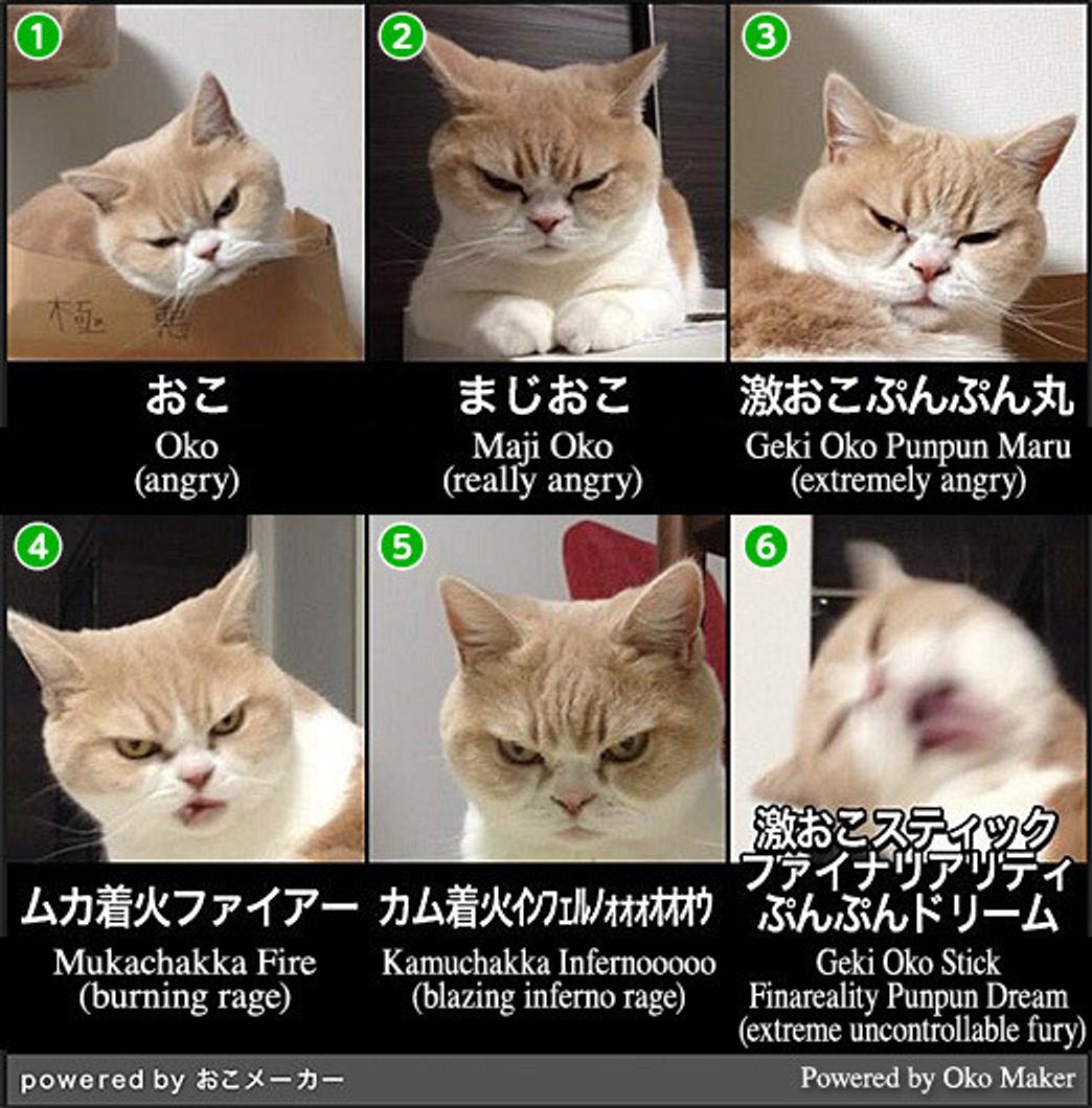 激おこ小雪 Geki Oko Koyuki 小雪の怒ってなどいない Vol 11 ねこのきもちweb Magazine 激おこ小雪 Geki Oko Koyuki 小雪の怒ってなどいない Vol 11 ねこのきもちweb Magazine