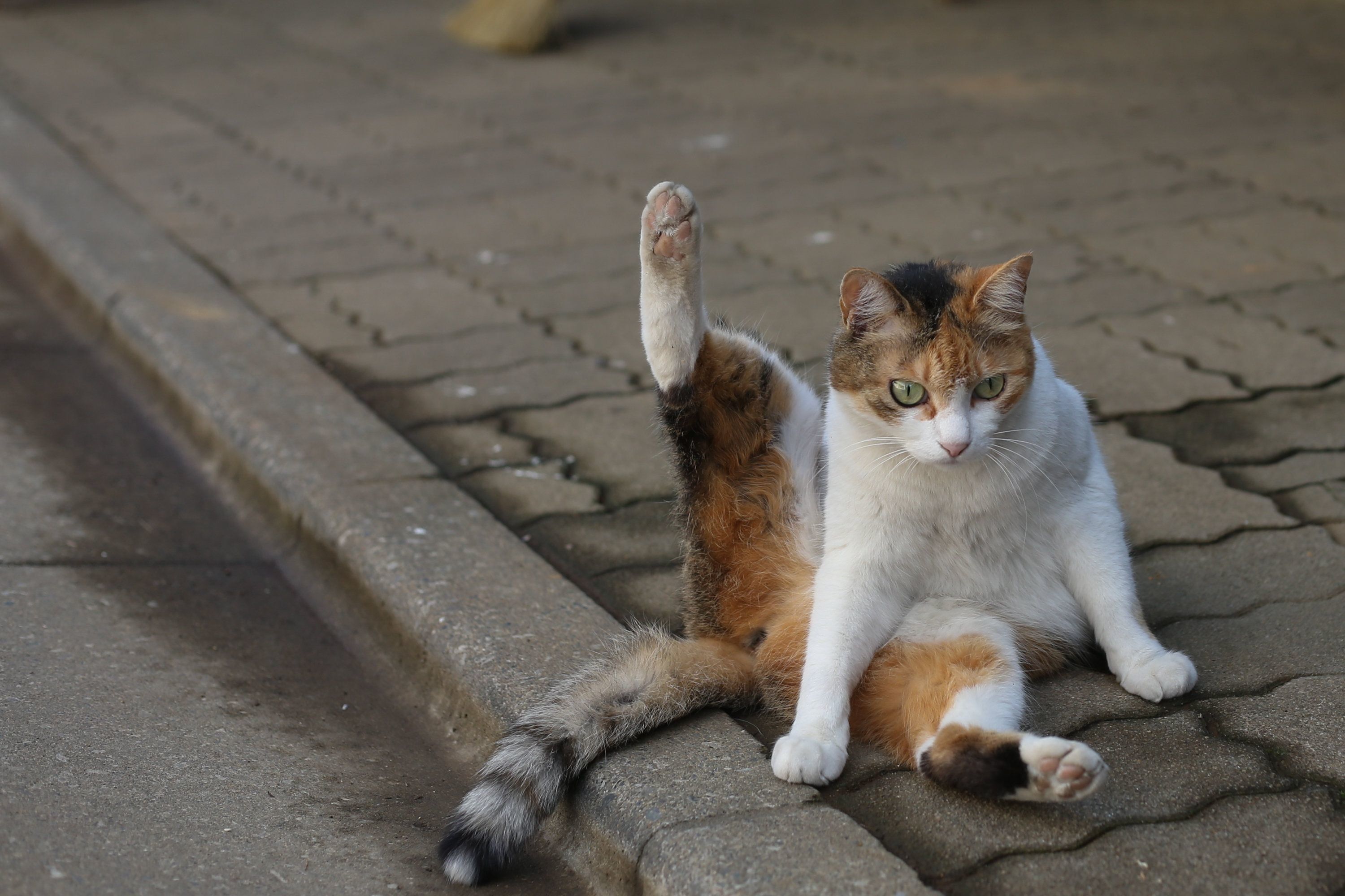 おいっちに。おいっちに。
