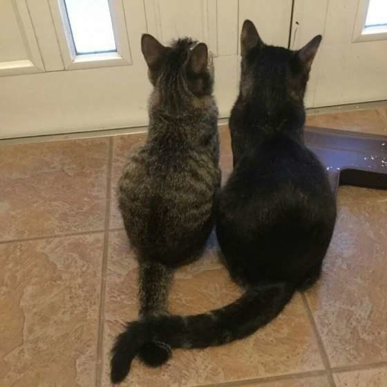 ママを待つ仲良し猫たち