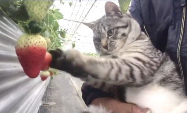 イチゴを見つめるコタローくん