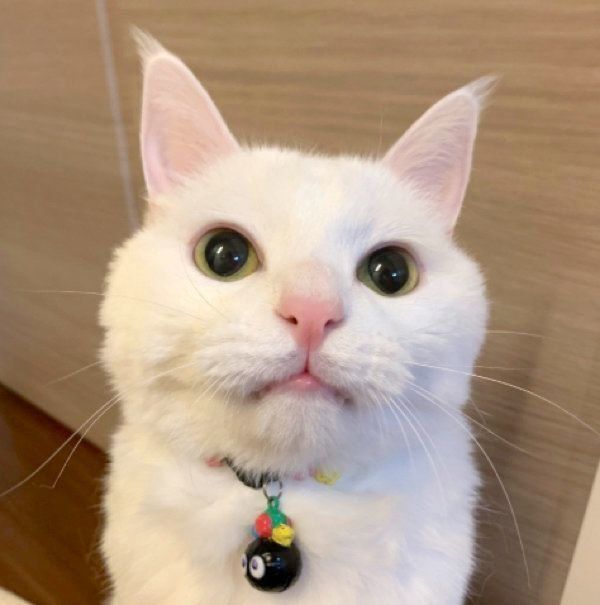 まんまるお目めのハク様