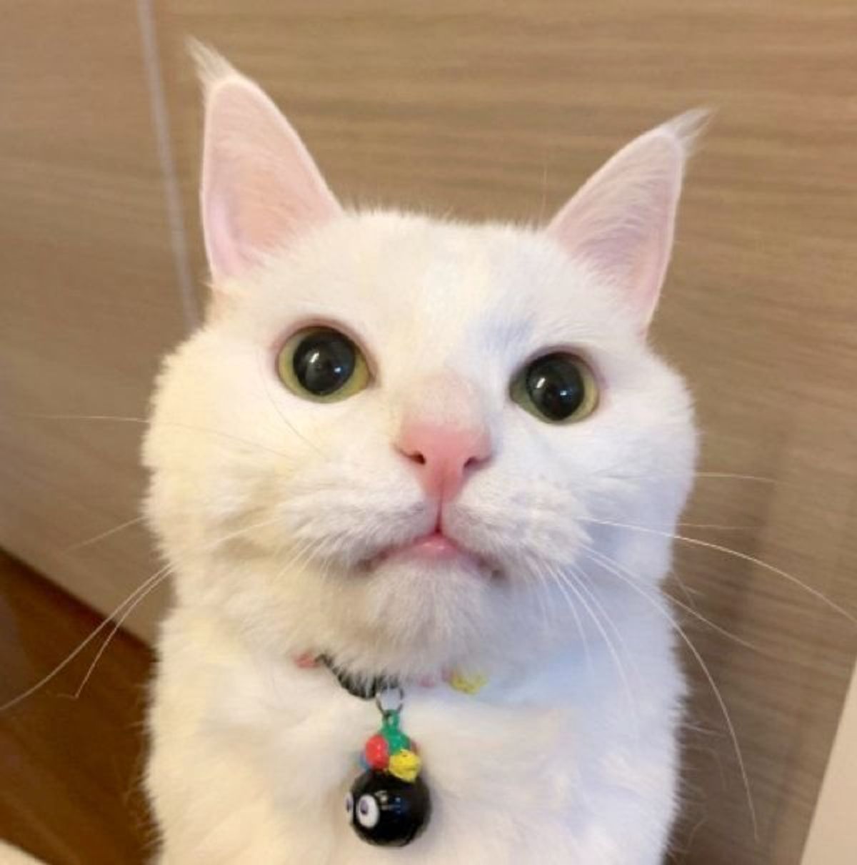 笑うとブスになるタイプの猫 の衝撃的な表情 この顔になった理由はなに ねこのきもちweb Magazine 笑うとブスになるタイプの猫 の衝撃的な表情 この顔になった理由はなに ねこのきもちweb Magazine