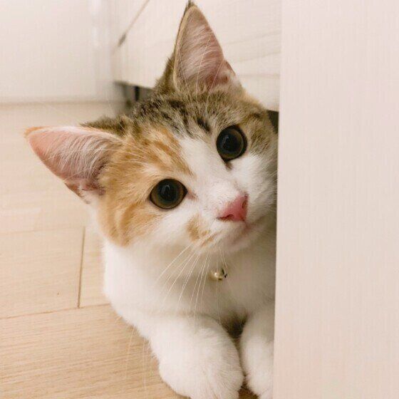 マンチカンもなかちゃん　ごはん