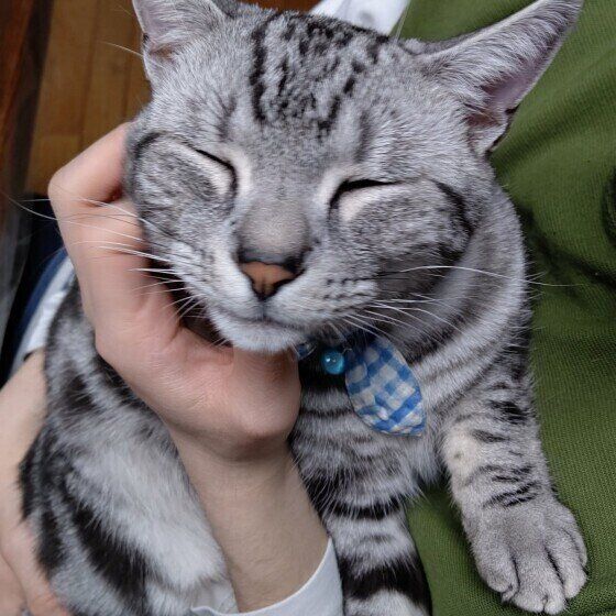 甘えるアメリカンショートヘア