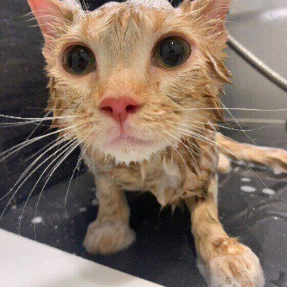 アメリカンショートヘアのミカエルちゃん