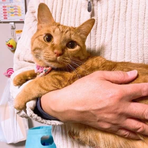 抱っこされる猫