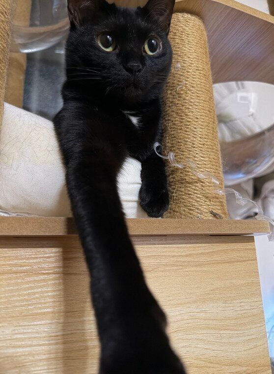 前足を長く伸ばしている猫