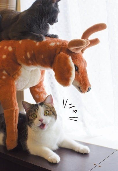 画像／2019年３月号「鳴き声で気持ちはわかります！」