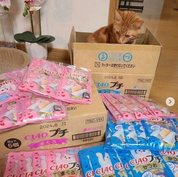 ダンボール箱に入るふくくん