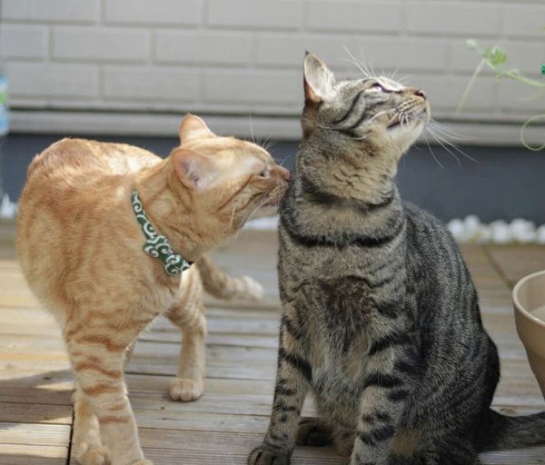 鼻をスンスンさせる猫