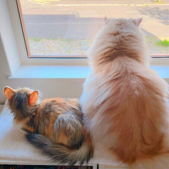 なかよしラガマフィン