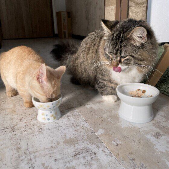 仲良くごはんタイム