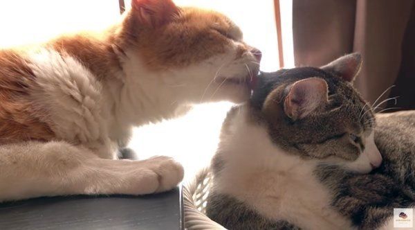 猫のアミ太郎ちゃんとおはぎちゃん